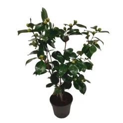 Sale Kamelia japansk rose - Camellia japonica 'Bonomiana' - Højde 50-60cm - ⌀15cm Buskads