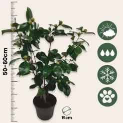 Sale Kamelia japansk rose - Camellia japonica 'Bonomiana' - Højde 50-60cm - ⌀15cm Buskads