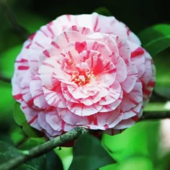 Sale Kamelia japansk rose - Camellia japonica 'Bonomiana' - Højde 50-60cm - ⌀15cm Buskads