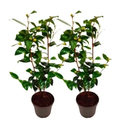 Discount Kamelia japansk rose - Sæt med 2 - Camellia Brush Field - Højde 50-60cm - ⌀15cm Buskads