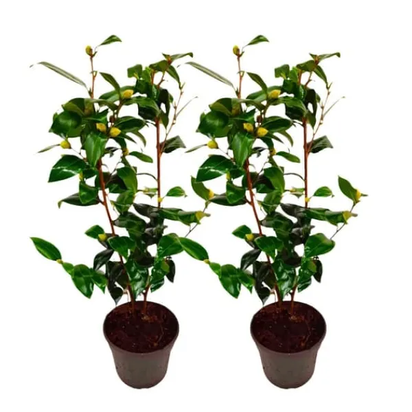Discount Kamelia japansk rose - Sæt med 2 - Camellia Brush Field - Højde 50-60cm - ⌀15cm Buskads