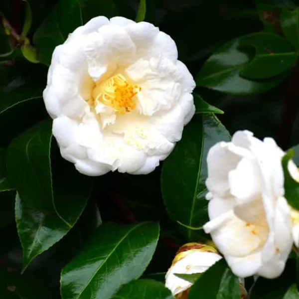 Discount Kamelia japansk rose - Sæt med 2 - Camellia Brush Field - Højde 50-60cm - ⌀15cm Buskads