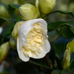 Discount Kamelia japansk rose - Sæt med 2 - Camellia Brush Field - Højde 50-60cm - ⌀15cm Buskads