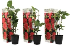 Buskads^Kamelia japansk rose - Sæt med 3 - Camellia 'Lady C.' - Højde 25-40cm - ⌀9cm