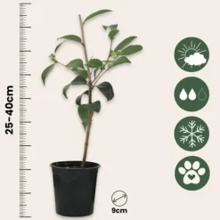 Buskads^Kamelia japansk rose - Sæt med 3 - Camellia 'Lady C.' - Højde 25-40cm - ⌀9cm