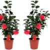 Hot Kamelia japansk rose - Sæt med 2 - Camellia 'Lady C.' - Højde 60-70cm - ⌀19cm Buskads