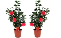 Hot Kamelia japansk rose - Sæt med 2 - Camellia 'Lady C.' - Højde 60-70cm - ⌀19cm Buskads