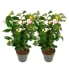 Clearance Kamelia japansk rose - Sæt med 2 - Camellia 'Bonomiana' - Højde 50-60cm - ⌀15cm Buskads