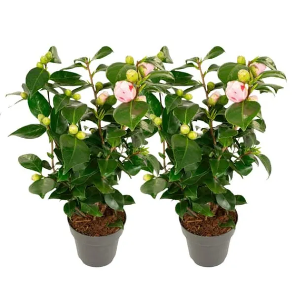 Clearance Kamelia japansk rose - Sæt med 2 - Camellia 'Bonomiana' - Højde 50-60cm - ⌀15cm Buskads