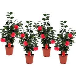 Kamelia japansk rose - Sæt med 4 - Camellia 'Lady C.' - Højde 60-70cm - ⌀19cm Blomster