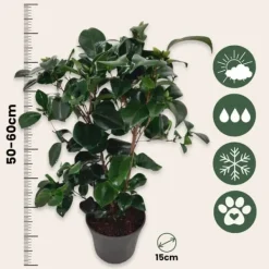 Hot Kamelia japansk rose - Sæt 2 - Camellia 'Lady Campbell' - Højde 50-60cm - ⌀15cm Buskads
