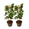 Outlet Kamelia japansk rose - Sæt med 2 - Camellia 'Dr. King' - Højde 50-60cm - ⌀15cm Haveplanter