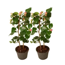 Outlet Kamelia japansk rose - Sæt med 2 - Camellia 'Dr. King' - Højde 50-60cm - ⌀15cm Haveplanter