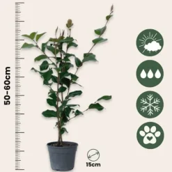 Outlet Kamelia japansk rose - Sæt med 2 - Camellia 'Dr. King' - Højde 50-60cm - ⌀15cm Haveplanter