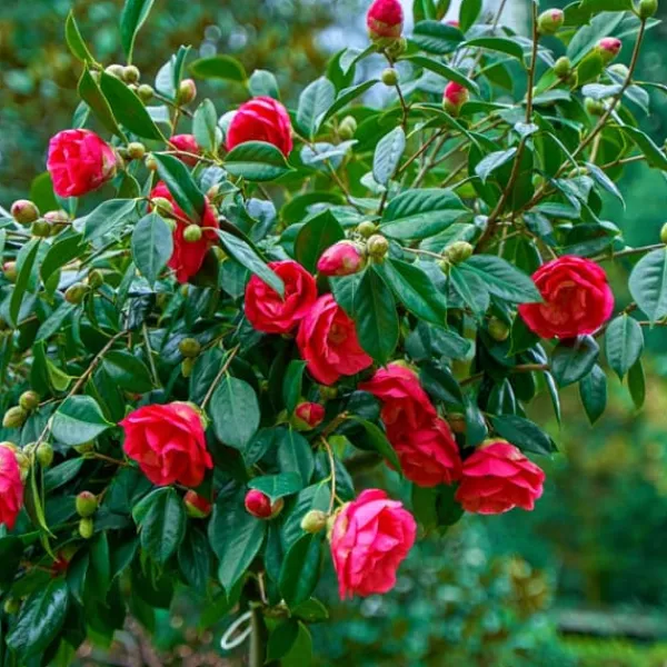 Outlet Kamelia japansk rose - Sæt med 2 - Camellia 'Dr. King' - Højde 50-60cm - ⌀15cm Haveplanter