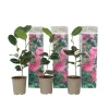 Sale Kamelia japansk rose - Sæt med 3 - Camellia 'Bonomiana' - Højde 25-40cm - ⌀9cm Buskads