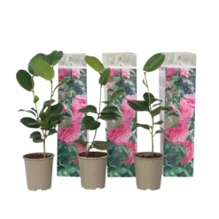 Sale Kamelia japansk rose - Sæt med 3 - Camellia 'Bonomiana' - Højde 25-40cm - ⌀9cm Buskads