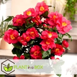 Sale Kamelia japansk rose - Sæt med 3 - Camellia 'Bonomiana' - Højde 25-40cm - ⌀9cm Buskads