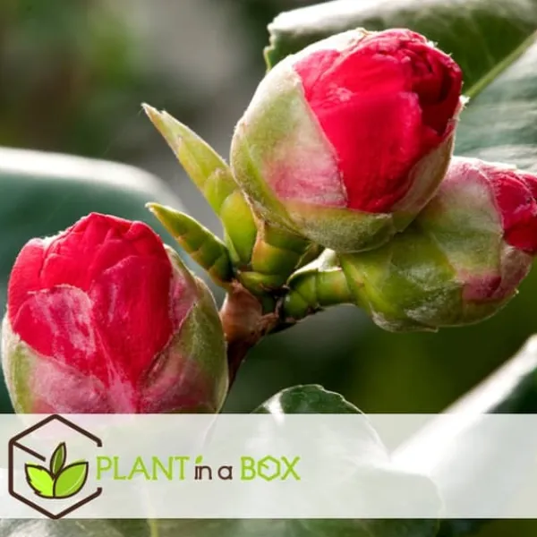 Sale Kamelia japansk rose - Sæt med 3 - Camellia 'Bonomiana' - Højde 25-40cm - ⌀9cm Buskads