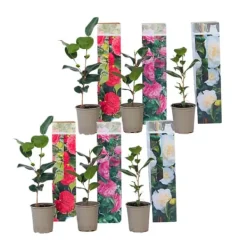 Buskads^Kamelia japansk rose - Sæt med 6 - Camellia japonica - Højde 25-40cm - ⌀9cm