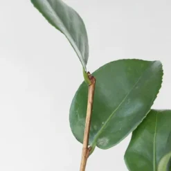 Buskads^Kamelia japansk rose - Sæt med 6 - Camellia japonica - Højde 25-40cm - ⌀9cm