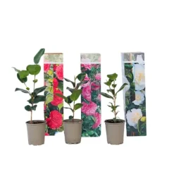 Buskads^Kamelia japansk rose - Sæt med 3 - Camellia japonica - Højde 25-40cm - ⌀9cm