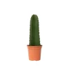 Krukkeplanter Indendørs^Kandelabertræ - Euphorbia ingens - Højde 40-50cm - ⌀18cm