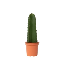 Krukkeplanter Indendørs^Kandelabertræ - Euphorbia ingens - Højde 40-50cm - ⌀18cm