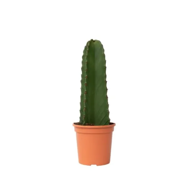 Krukkeplanter Indendørs^Kandelabertræ - Euphorbia ingens - Højde 40-50cm - ⌀18cm