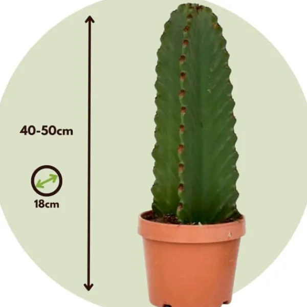 Krukkeplanter Indendørs^Kandelabertræ - Euphorbia ingens - Højde 40-50cm - ⌀18cm