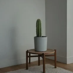 Krukkeplanter Indendørs^Kandelabertræ - Euphorbia ingens - Højde 40-50cm - ⌀18cm