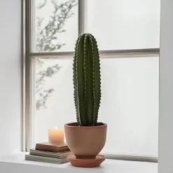 Krukkeplanter Indendørs^Kandelabertræ - Euphorbia ingens - Højde 40-50cm - ⌀18cm