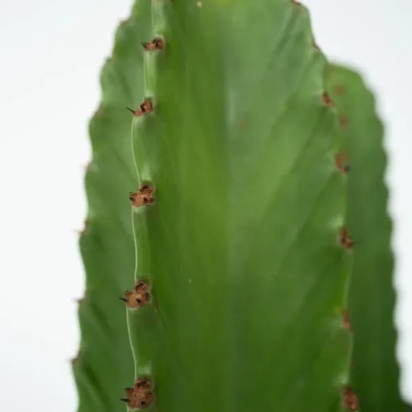 Krukkeplanter Indendørs^Kandelabertræ - Euphorbia ingens - Højde 40-50cm - ⌀18cm