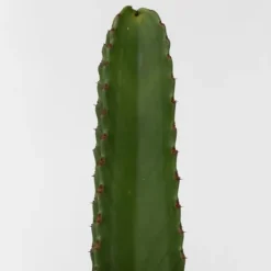 Krukkeplanter Indendørs^Kandelabertræ - Euphorbia ingens - Højde 40-50cm - ⌀18cm