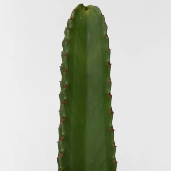 Krukkeplanter Indendørs^Kandelabertræ - Euphorbia ingens - Højde 40-50cm - ⌀18cm