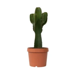 Krukkeplanter Indendørs^Kandelabertræ - Euphorbia ingens - Højde 85-95cm - ⌀24cm