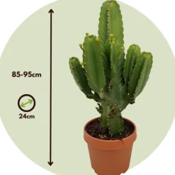 Krukkeplanter Indendørs^Kandelabertræ - Euphorbia ingens - Højde 85-95cm - ⌀24cm