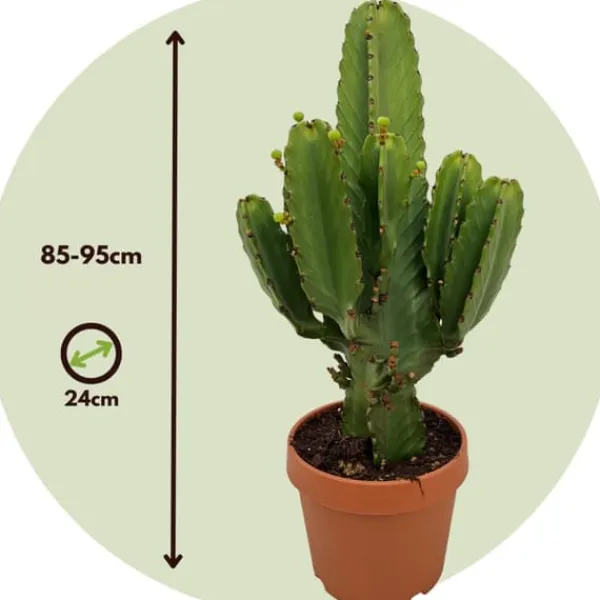 Krukkeplanter Indendørs^Kandelabertræ - Euphorbia ingens - Højde 85-95cm - ⌀24cm