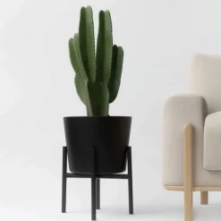 Krukkeplanter Indendørs^Kandelabertræ - Euphorbia ingens - Højde 85-95cm - ⌀24cm