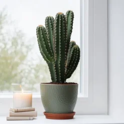 Krukkeplanter Indendørs^Kandelabertræ - Euphorbia ingens - Højde 85-95cm - ⌀24cm