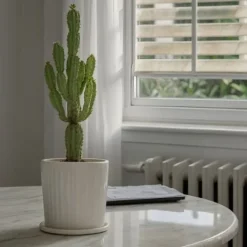 Krukkeplanter Indendørs^Kandelabertræ - Euphorbia ingens - Højde 50-60cm - ⌀17cm