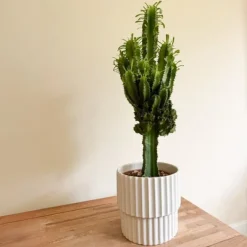 Krukkeplanter Indendørs^Kandelabertræ - Euphorbia ingens - Højde 50-60cm - ⌀17cm