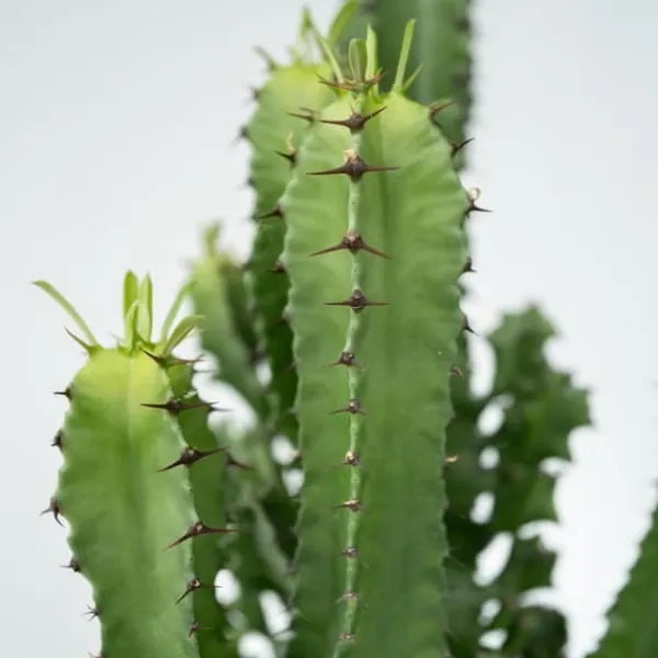 Krukkeplanter Indendørs^Kandelabertræ - Euphorbia ingens - Højde 50-60cm - ⌀17cm