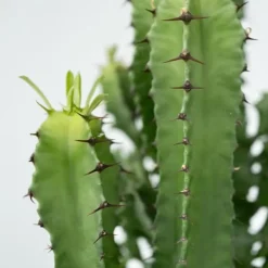 Krukkeplanter Indendørs^Kandelabertræ - Euphorbia ingens - Højde 50-60cm - ⌀17cm