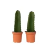 Online Kandelabertræ - Sæt med 2 - Euphorbia ingens - Højde 40-50cm - ⌀18cm Krukkeplanter Indendørs