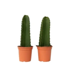 Online Kandelabertræ - Sæt med 2 - Euphorbia ingens - Højde 40-50cm - ⌀18cm Krukkeplanter Indendørs