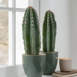 Online Kandelabertræ - Sæt med 2 - Euphorbia ingens - Højde 40-50cm - ⌀18cm Krukkeplanter Indendørs