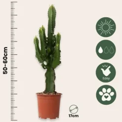 Discount Kandelabertræ - Sæt med 2 - Euphorbia ingens - Højde 50-60cm - ⌀17cm Krukkeplanter Indendørs