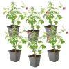 Kapmalva - Sæt med 6 - Anisodontea capensis 'El Rayo' - Højde 25-40cm - ⌀9cm Buskads