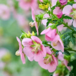 Kapmalva - Sæt med 6 - Anisodontea capensis 'El Rayo' - Højde 25-40cm - ⌀9cm Buskads